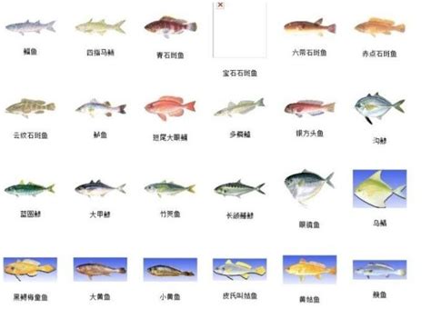 魚的種類有哪些